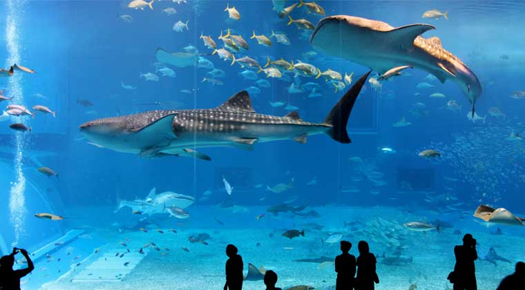 kids at the aquarium